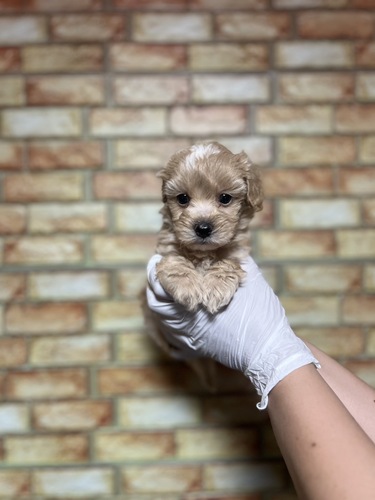 MIX・雑種 犬の販売・譲渡 13641 マルプー7003 クリーム