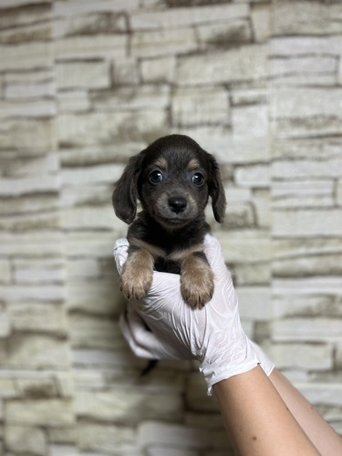 MIX・雑種 犬の販売・譲渡 13653 チワックス男の子ブルー&タン1840