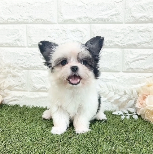 MIX・雑種 犬の販売・譲渡 13658 人懐っこい可愛いチワマル女の子
