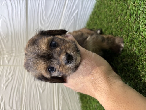 MIX・雑種 犬の販売・譲渡 13662 元気いっぱい!骨格がっちりマルックス