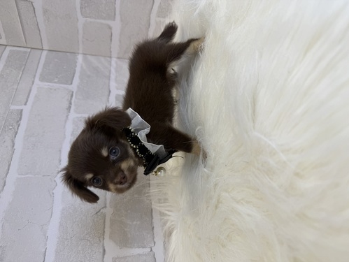 MIX・雑種 犬の販売・譲渡 13664 チワックスちゃん。お迎え総額表記。