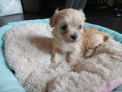 MIX・雑種 犬の販売・譲渡 13666 おっとりマルプー兄妹