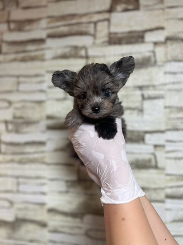 MIX・雑種 犬の販売・譲渡 13673 チワプー男の子レアカラー!