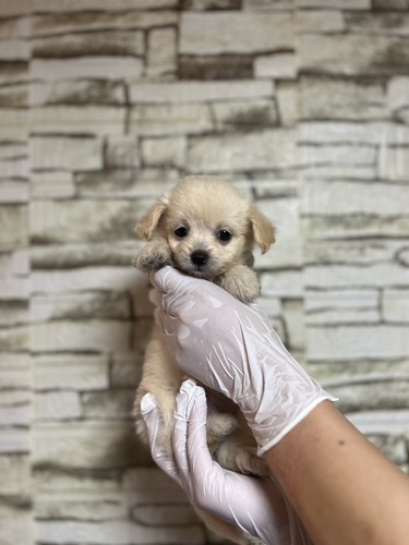 MIX・雑種 犬の販売・譲渡 13674 チワプー女の子 クリーム