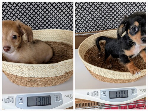 MIX・雑種 犬の販売・譲渡 13675 愛嬌タップリ兄弟