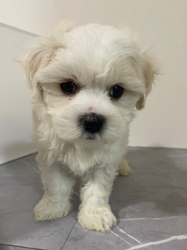 MIX・雑種 犬の販売・譲渡 13676 マルビション男の子