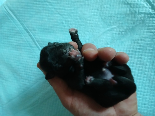 MIX・雑種 犬の販売・譲渡 13677 ★父パグ母ポメラニアンの赤ちゃん達★