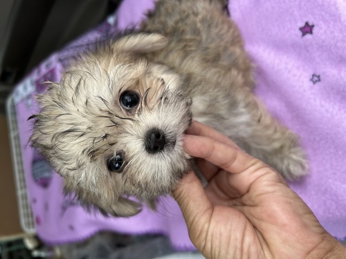 MIX・雑種 犬の販売・譲渡 13690 小さめチワプー