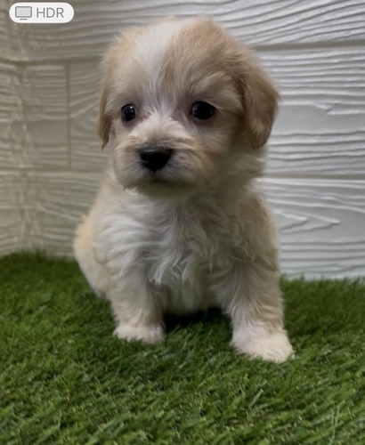 MIX・雑種 犬の販売・譲渡 13692 可愛いお顔のマルックスくん
