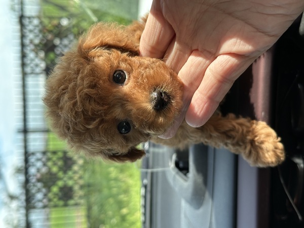 MIX・雑種 犬の販売・譲渡 13694 健康診断 マイクロチップ ワクチン一回分込みの価格