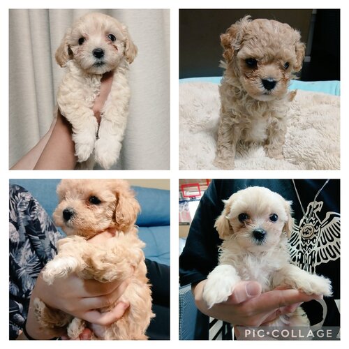MIX・雑種 犬の販売・譲渡 13704 可愛いマルプー