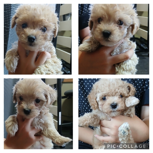 MIX・雑種 犬の販売・譲渡 13707 まんまるマルプー