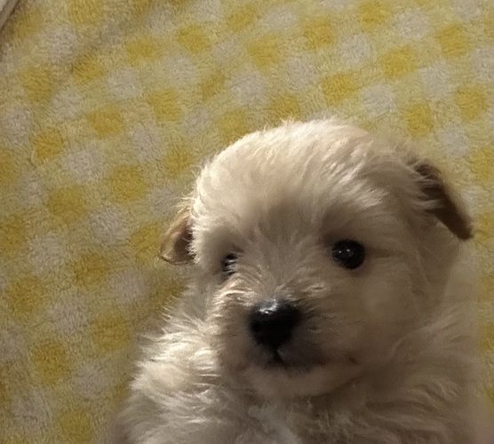 もふもふポメプーくん 犬の販売 13709