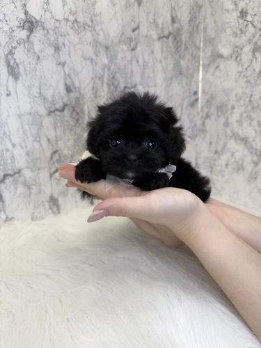 MIX・雑種 犬の販売・譲渡 13710 ペキプーちゃん。お迎え総額