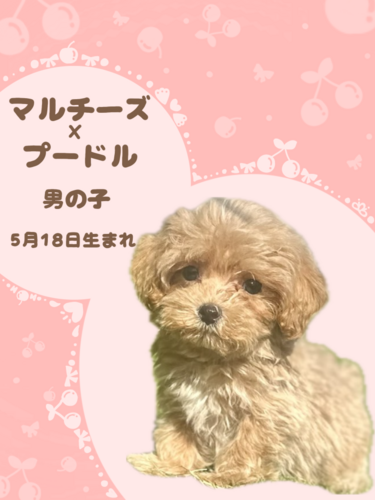 MIXEG  ̔̔En 13711 }v[̒j̎q