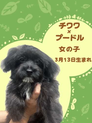 MIX・雑種 犬の販売・譲渡 13712 チワプーの女の子
