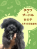 MIXEG  q T `v[̏̎q 13712