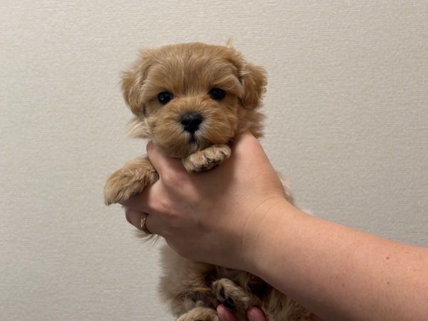MIX・雑種 犬の販売・譲渡 13722 【特典あり】マイペースで鈍臭い..ドジっ子