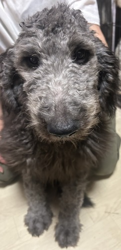 MIX・雑種 犬の販売・譲渡 13724 とっても優しい彼氏系ゴールデンドゥードゥル