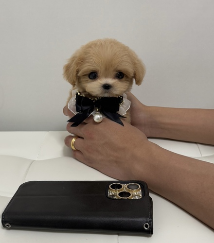 ワンコの写真 犬の販売 MIX・雑種 (埼玉県)iPhoneサイズ！マイクロまるぷー