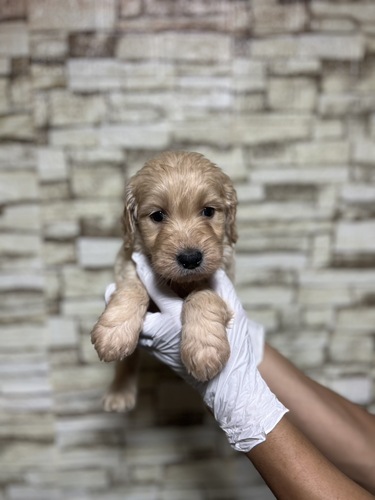 MIX・雑種 犬の販売・譲渡 13732 ゴールデンドゥードゥル7102