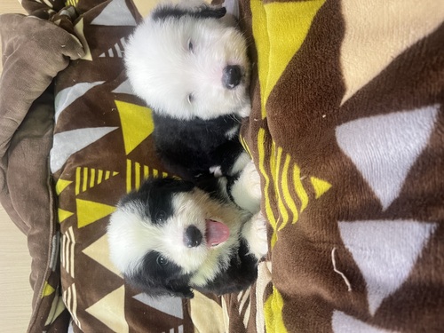 MIX・雑種 犬の販売・譲渡 13736 オールドハーフ