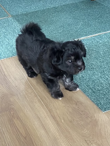 MIX・雑種 犬の販売・譲渡 13746 元気いっぱいなチワプー追加金なし!