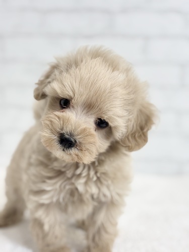 MIX・雑種 犬の販売・譲渡 13747 マルプークリーム姫9762