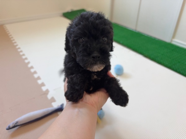 【特典あり】喜怒哀楽ハッキリしてる子 犬の販売 13753