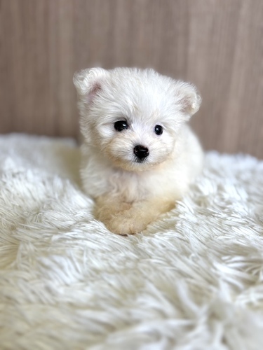 MIX・雑種 犬の販売・譲渡 13762 ポメプー ホワイト女の子