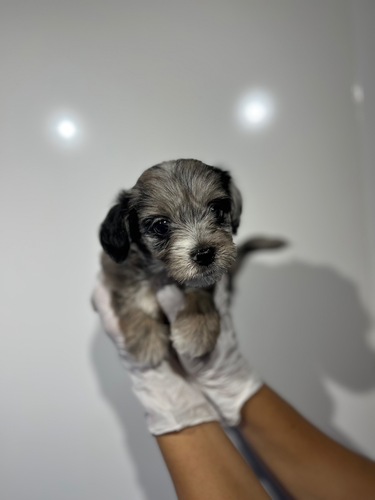 MIX・雑種 犬の販売・譲渡 13763 チワプー女の子2898