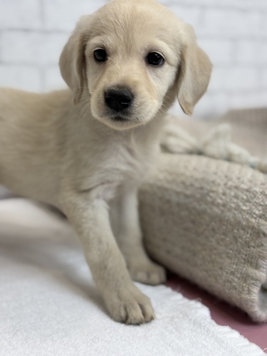 MIX・雑種 犬の販売・譲渡 13764 ラブラドゥードゥル3241