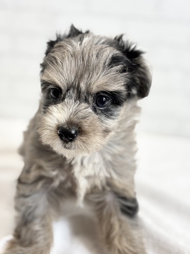 MIX・雑種 犬の販売・譲渡 13765 チワプー2898