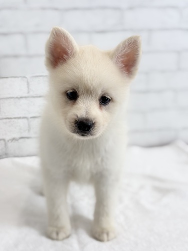 MIX・雑種 犬の販売・譲渡 13766 ポンスキー1434