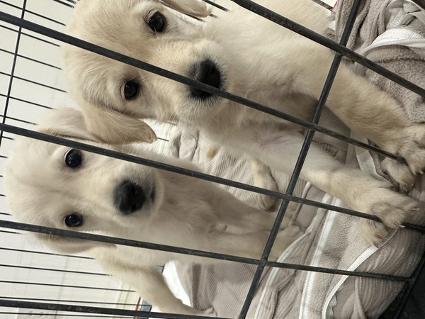MIX・雑種 犬の販売・譲渡 13769 ラブラドゥードル兄妹/2025.6.22生