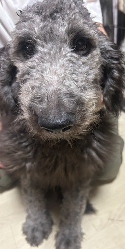 MIX・雑種 犬の販売・譲渡 13771 ゴールデンドゥードゥル