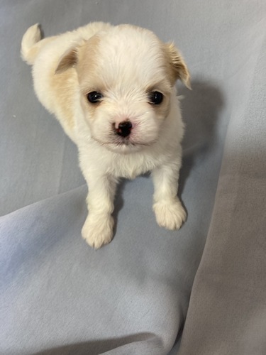 MIX・雑種 犬の販売・譲渡 13788 愛嬌満点、可愛いチワズー