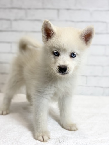 MIX・雑種 犬の販売・譲渡 13791 ポンスキー3876両目ブルー