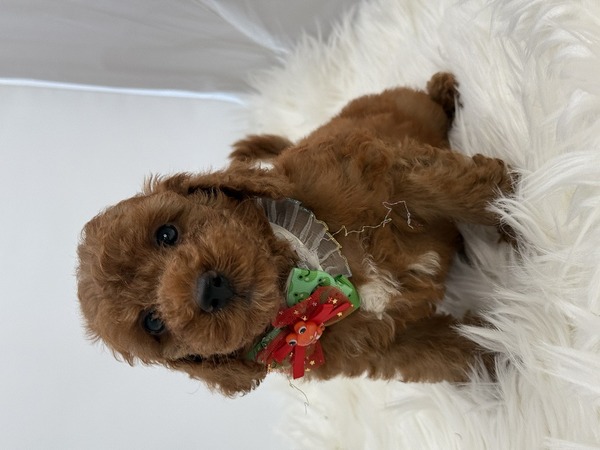 トイxダックス母xトイ父のミックス犬 犬の販売 13796