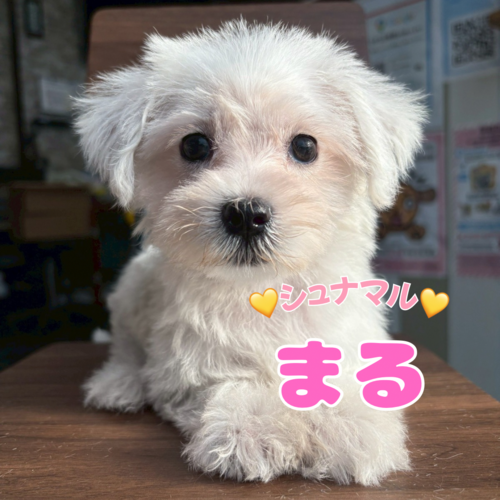 MIX・雑種 犬の販売・譲渡 13798 ★シュナマル