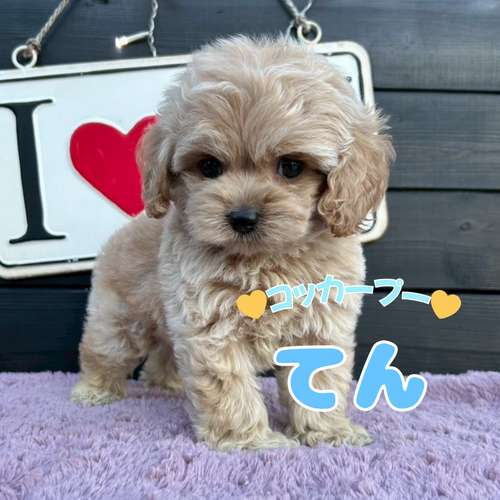 MIX・雑種 犬の販売・譲渡 13799 ★コッカープー