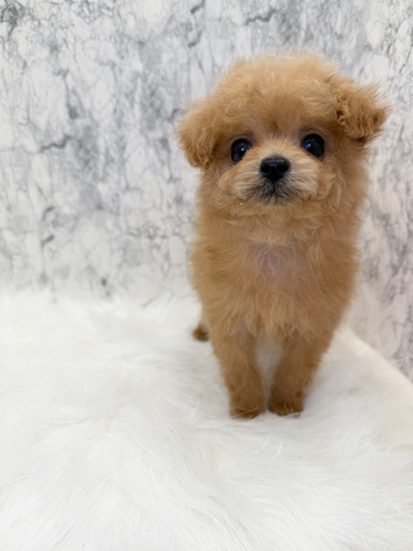 MIX・雑種 犬の販売・譲渡 13801 ポメプーちゃん。お迎え総額