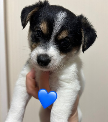 MIX・雑種 犬の販売・譲渡 13802 ワイヤーフォックスmix