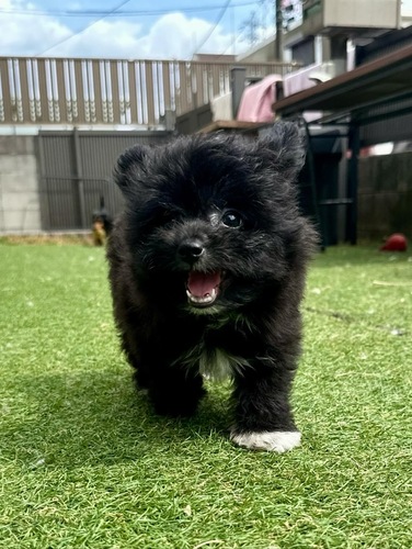 MIX・雑種 犬の販売・譲渡 13807 ポメビションの男の子