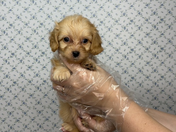 【特典あり】何事も全力!ユニークな性格な子 犬の販売 13811