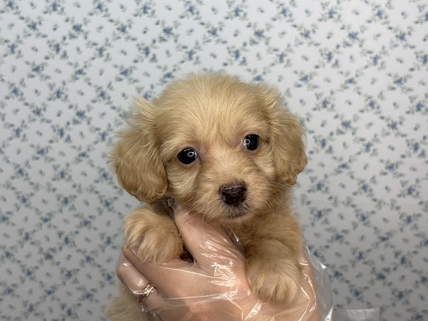 【特典あり】おっとり、まったり、マイペースさん 犬の販売 13812