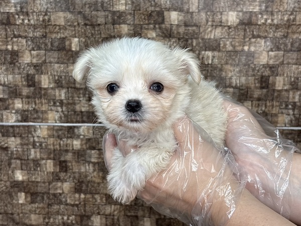 【特典あり】将来2キロ予想の小さめくん 犬の販売 13813