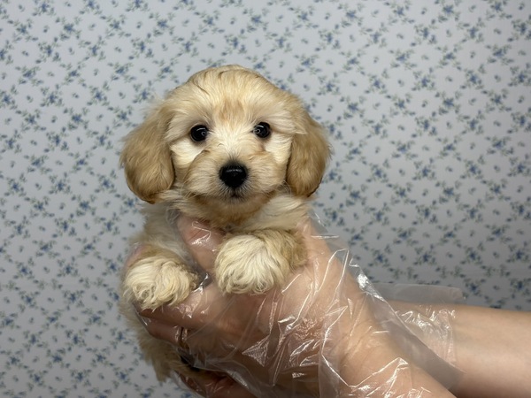 【特典あり】ん?スヌーピー?耳長さん 犬の販売 13814