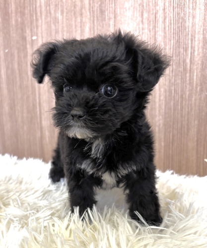 MIX・雑種 犬の販売・譲渡 13815 チワプー男の子