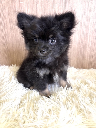 MIX・雑種 犬の販売・譲渡 13816 ポメチワ 男の子